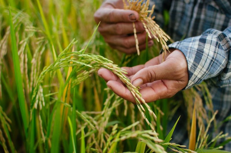 Rice-Thailand-Hands-Food-Agriculture-Plant-Nature-2177777.jpg