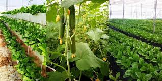 Mohali centre develops technology for aquaponic cultivation of plantsThe Centre for Development of Advanced Computing (C-DAC), Mohali, has devel...