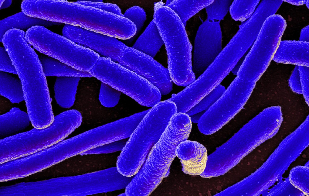 Bacteria ​in Water Samples ​Resistant to 8 ​Antibiotics