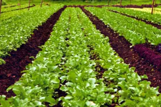 Pune NGO Wins UN Prize for Farming Model that Fights Drought