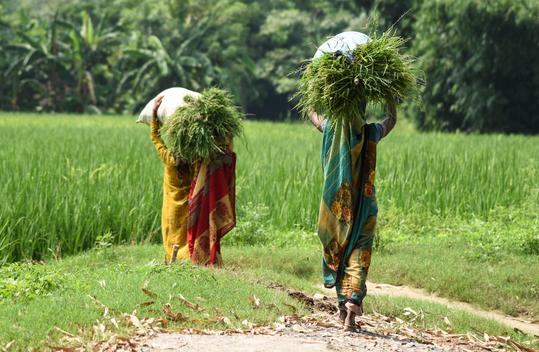 Solar Pumps Are Empowering Women Farmers in Indiaarrow roads lead to Harpur, flanked by small houses with expansive courtyards on both sides. Ha...