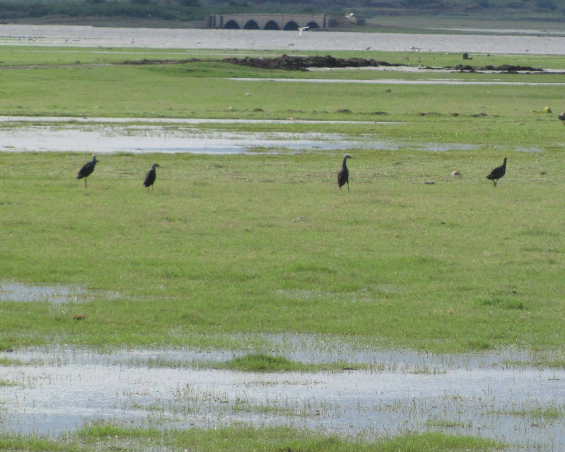 507 Wetlands in Maha Named as Ramsar Sites