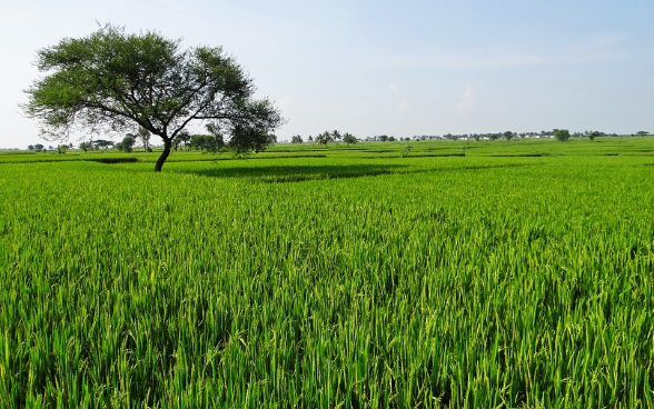 Ancient Mauryan Technology Brings Water, Hope to Dry Magadh in Bihar