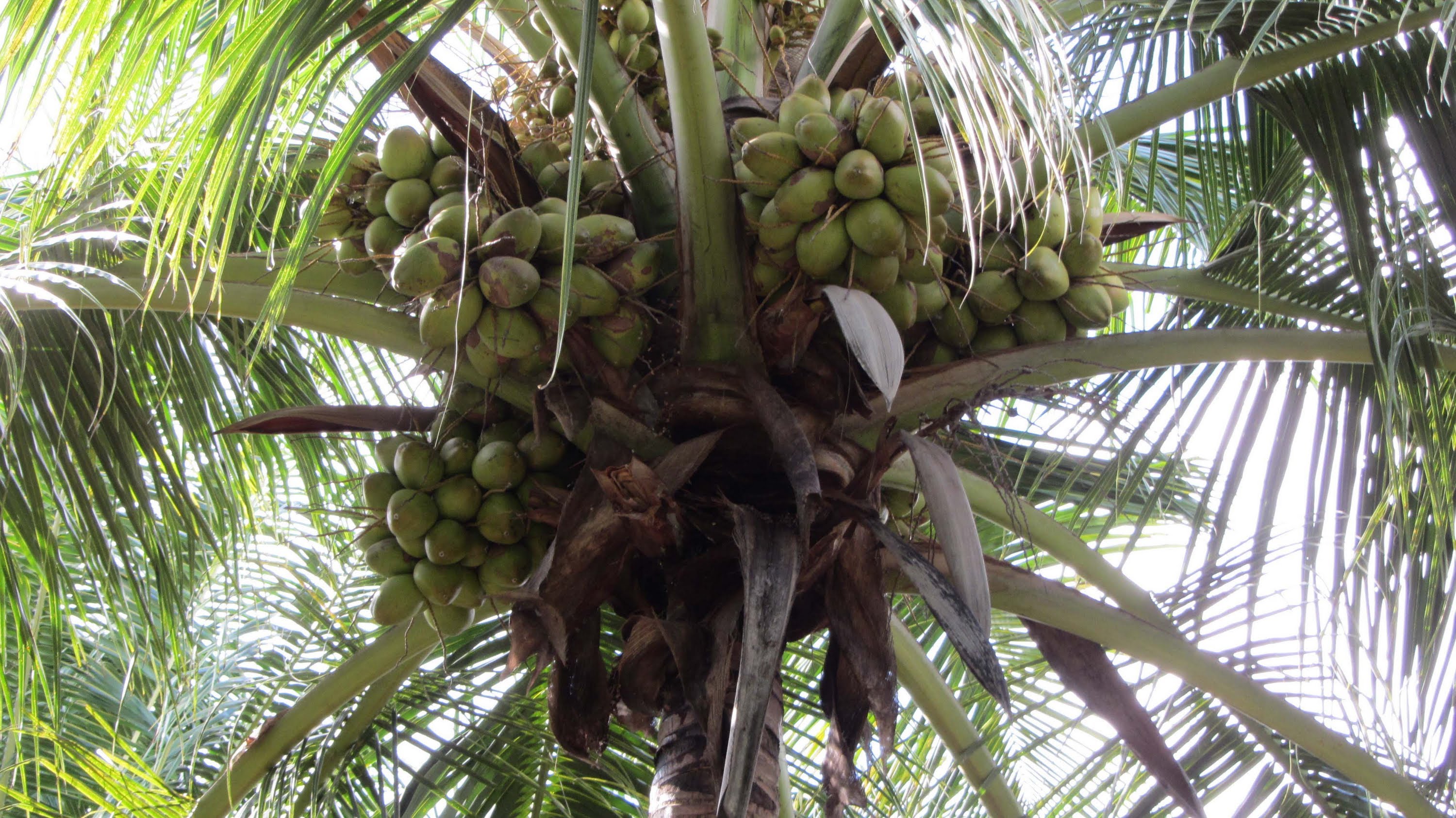 Coconut Farmers to Set up Water and Soil Testing Lab