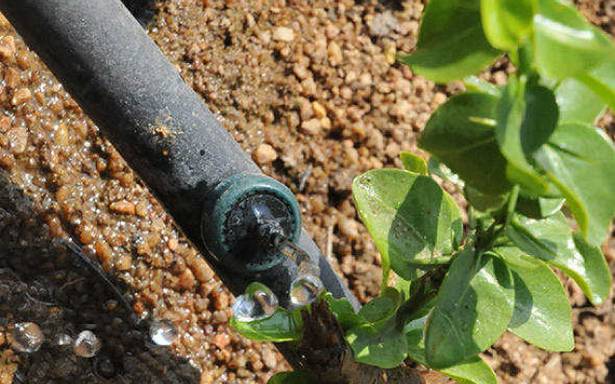 Karnataka Gets Asia’s Largest Drip Irrigation Project with Israeli Tech