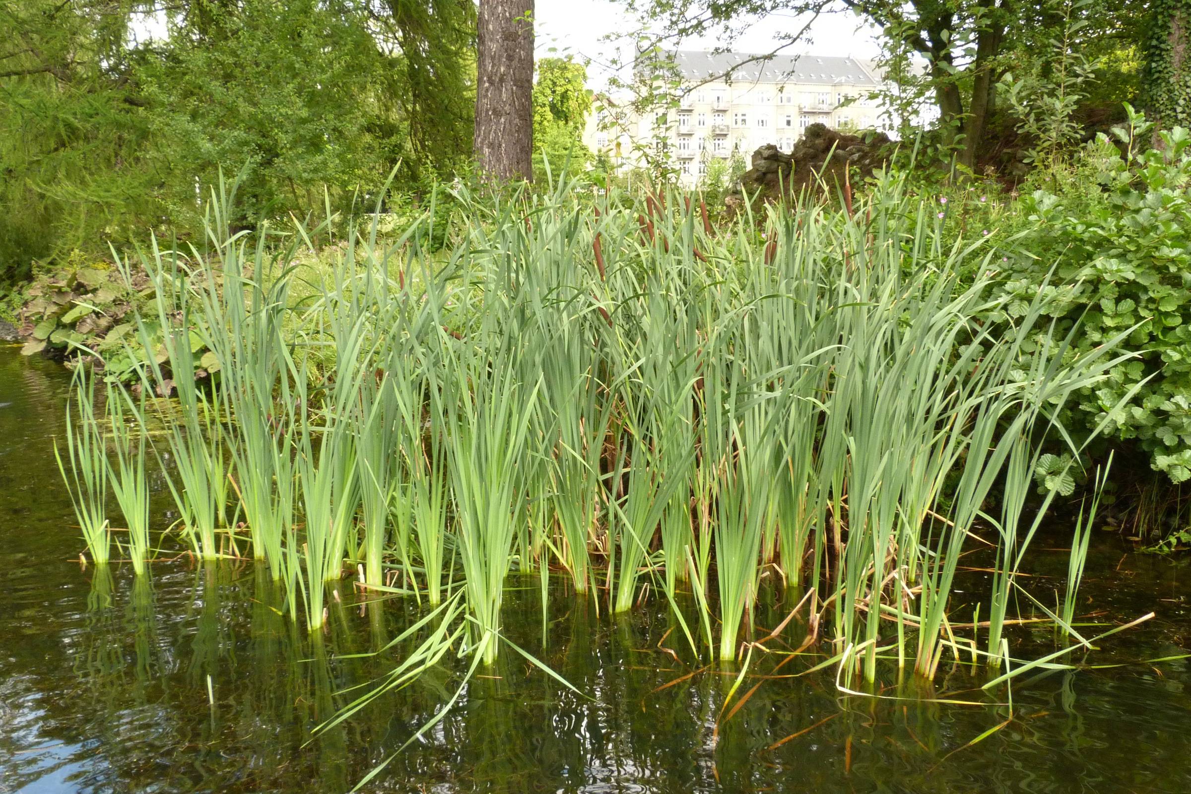 Aquatic Plants Break Down Effluents From Textile Dye Industry