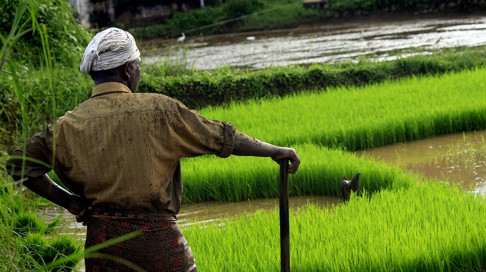 Farmers to Continue Cultivation After a Major Groundwater Crisis