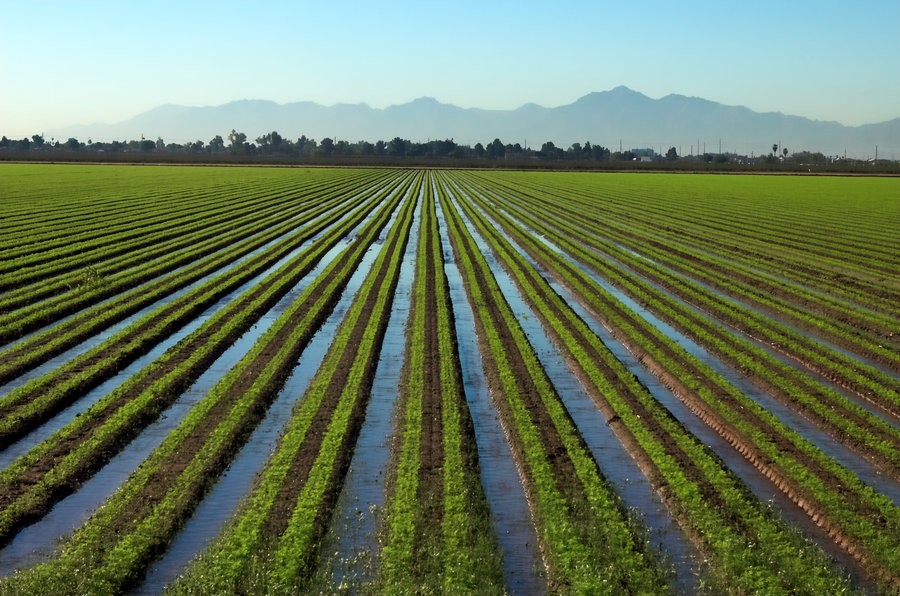 Jalandhar District Selected for Premier Irrigation Scheme