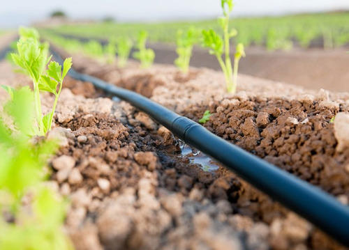Punjab Encouraging Drip Irrigation to Overcome Water Scarcity