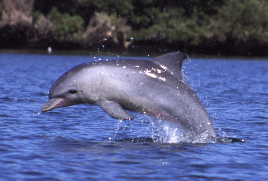 Only 918 Indus Dolphins Left