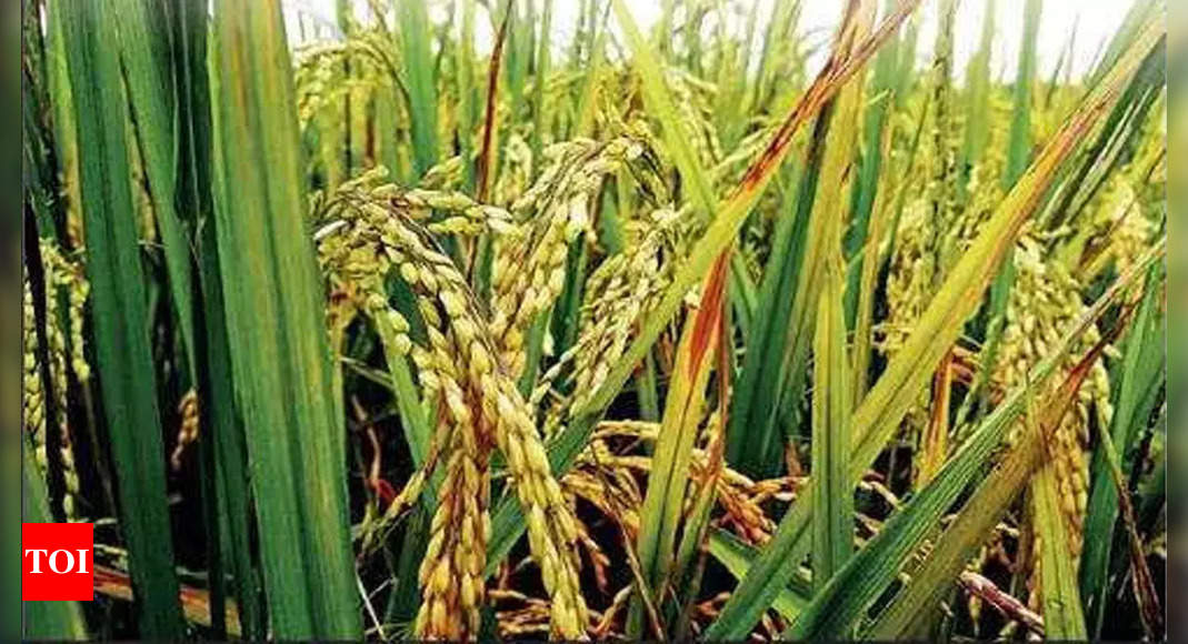 Punjab targets to bring 30 lakh acres of paddy under DSR technique | Amritsar News - Times of IndiaThe Punjab agriculture department has fixed t...