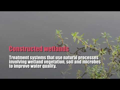 Reviving Neela Hauz, South Delhi's Biggest Water Body Using Constructed Wetland