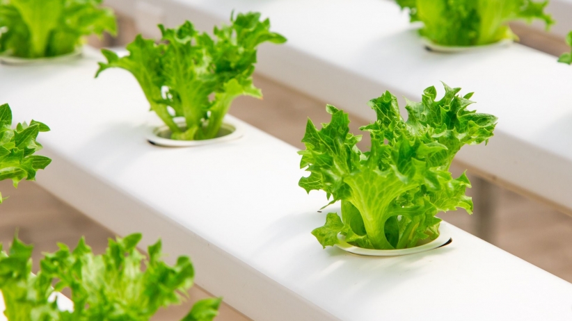 4 Start-ups That Are Promoting Hydroponics in India