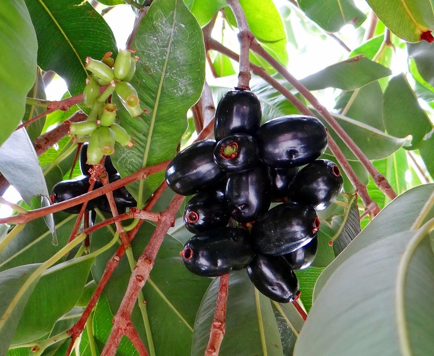 IIT Hyderabad Uses Activated Jamun to Remove Fluoride from Water