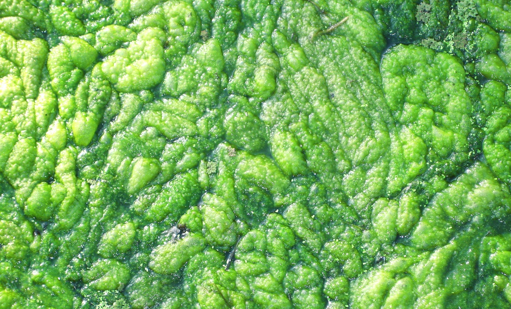 "​Shocking" ​Approach to ​Algal Bloom ​Prevention