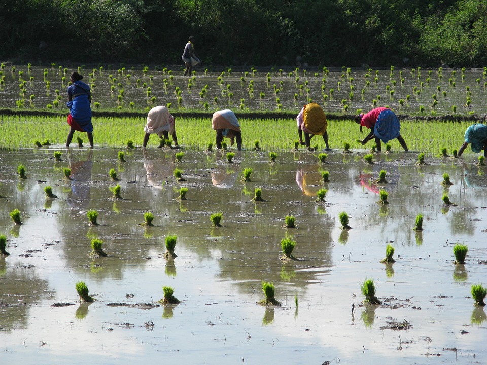 Swapping Crops Could Save Water and Improve Nutrition in India