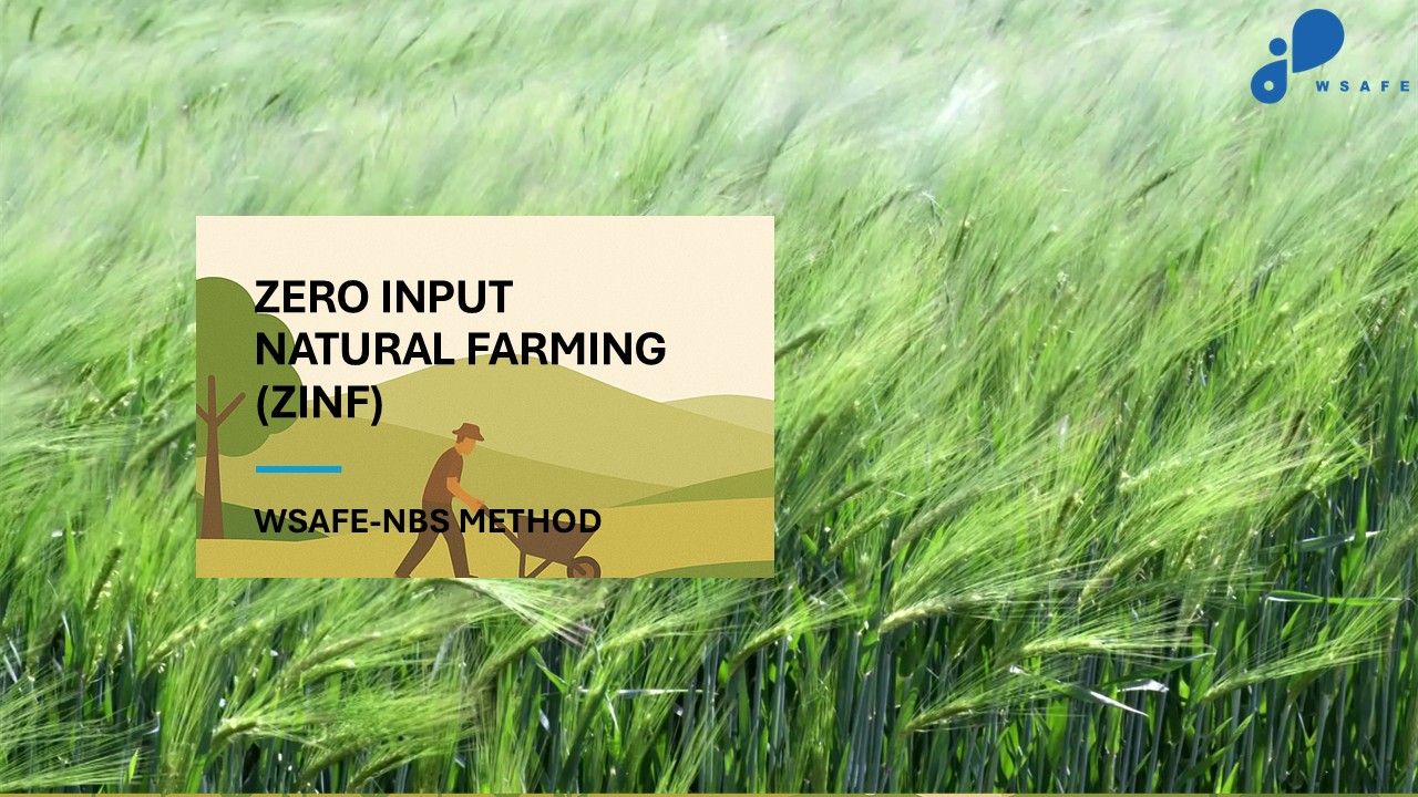 🌱 Zero Input Natural Farming (ZINF) with WSAFE-NBSFarmers today face water scarcity, poor soil health, rising chemical costs, and climate str...